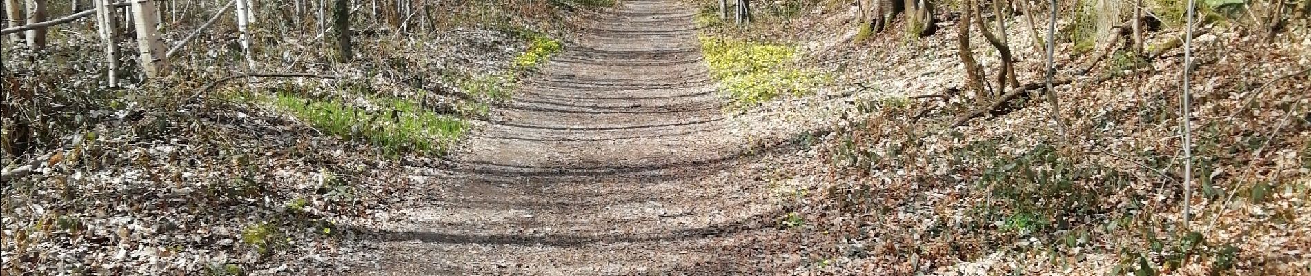 Excursión Senderismo Bernay - bois de Champeaux 1 - Photo