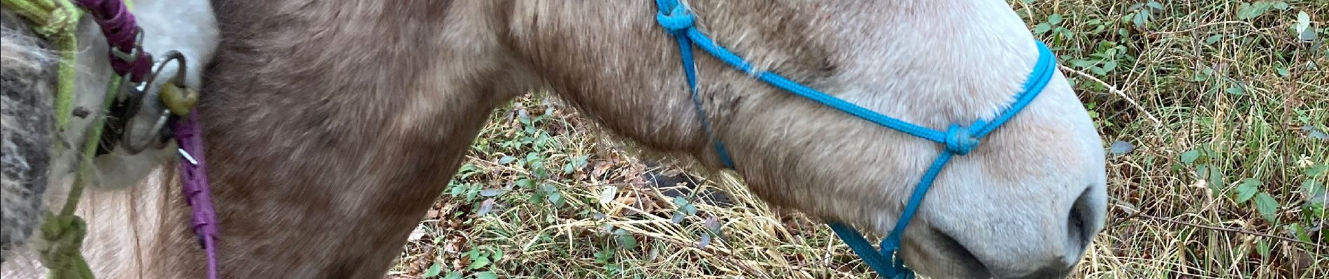 Trail Horseback riding Saint-Martin - Vispa joyeux  - Photo