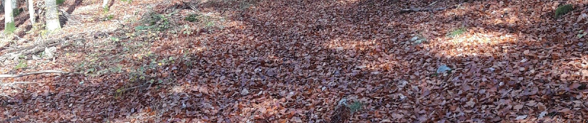 POI Saint-Hubert - Foret en automne - Photo