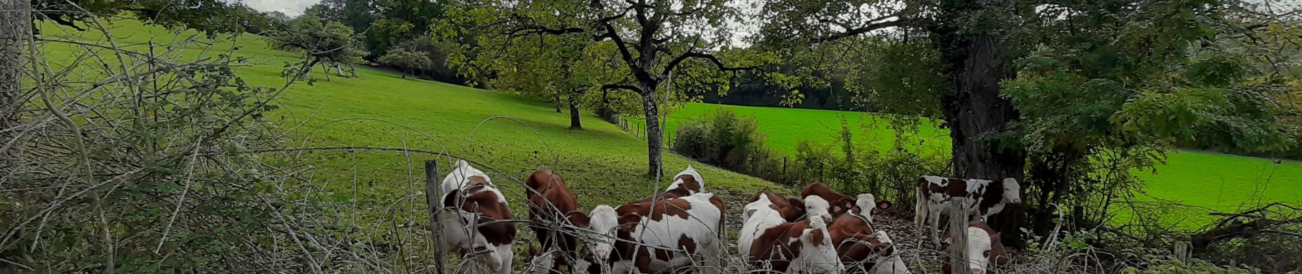 Tour Wandern Alby-sur-Chéran - Promenade des Pommiers  - Photo