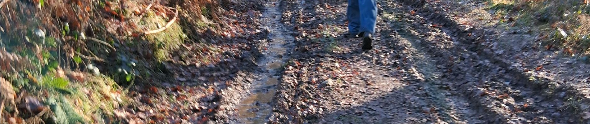 Tocht Stappen Stavelot - vieux sart deel2 - Photo