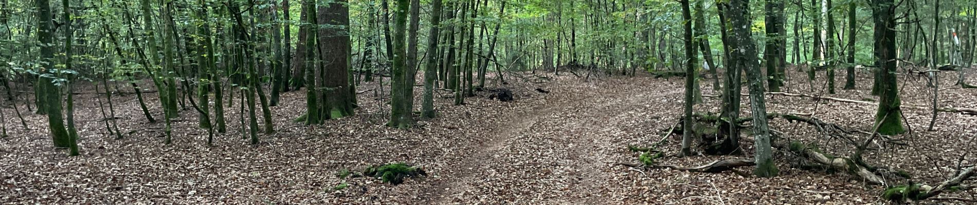 Tocht Stappen Léglise - Bombois 8-9 km - Photo