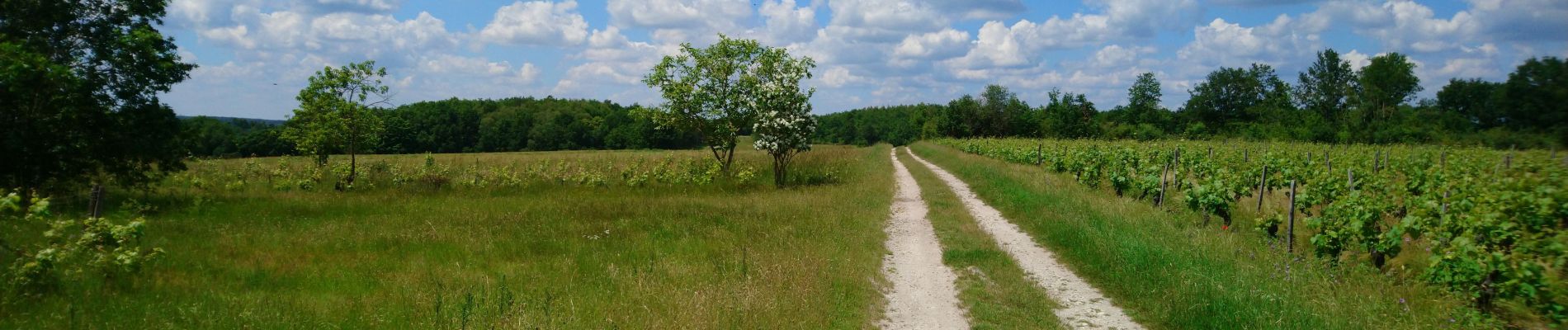 Excursión Senderismo Azay-le-Rideau - Azay-le-Rideau - l'Islette - 17km 220m 4h05 (20mn) - 2021 06 12 - Photo