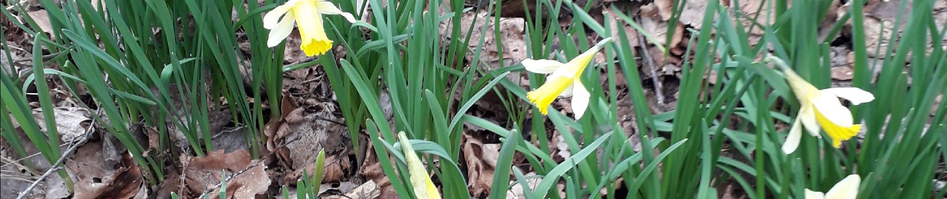 Percorso Marcia Harcy - harcy jonquilles  bruno - Photo