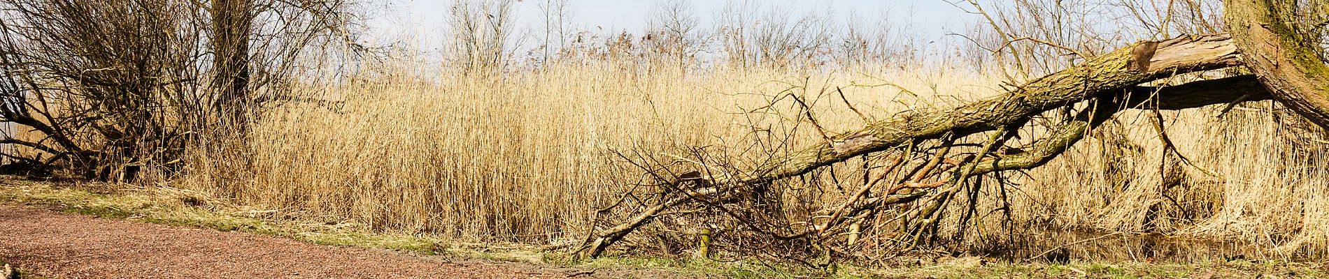 Tour Zu Fuß Lelystad - 't Langepad - Photo