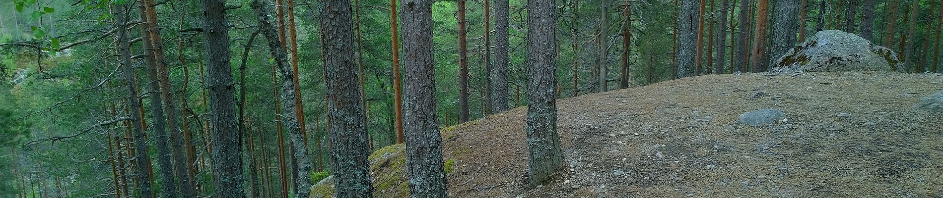 Trail On foot Saarijärvi - Kulhanvuoren luontopolku - Photo