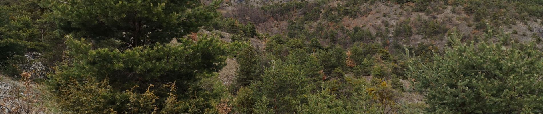 Excursión Senderismo Le Lauzet-Ubaye - Réserve naturelle de LA  Roche. 07/04/19. - Photo