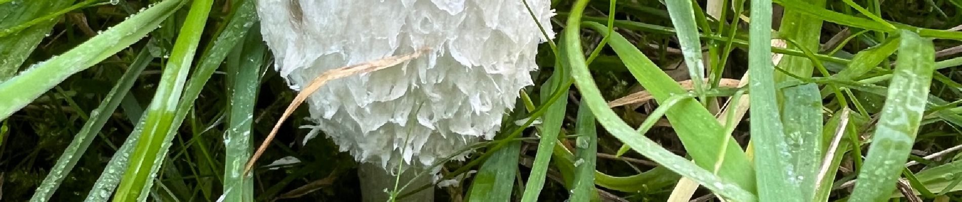 Percorso Marcia Waterloo - #221111 - Waterloo > Braine, GRP127 - Photo