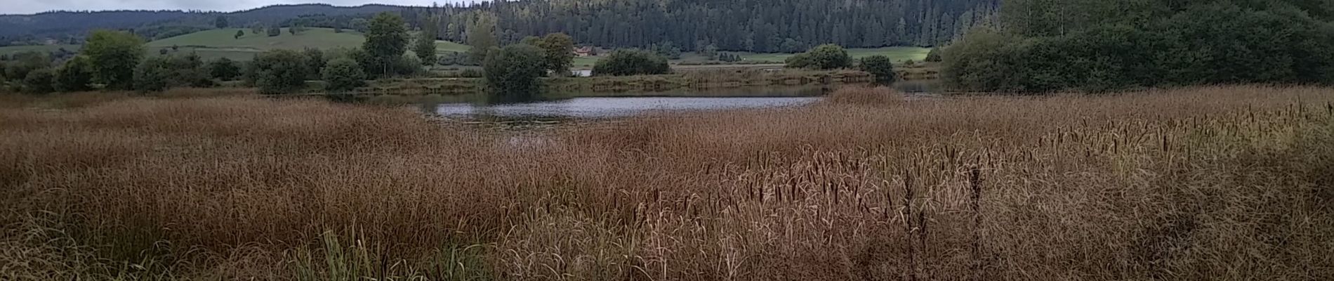 Tour Wandern Labergement-Sainte-Marie - Lac de Remoray - Photo