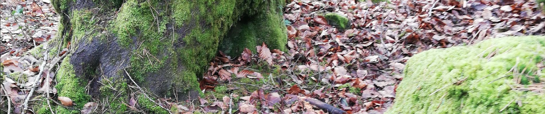 Tocht Stappen Fontainebleau - Marc sou enir - Photo