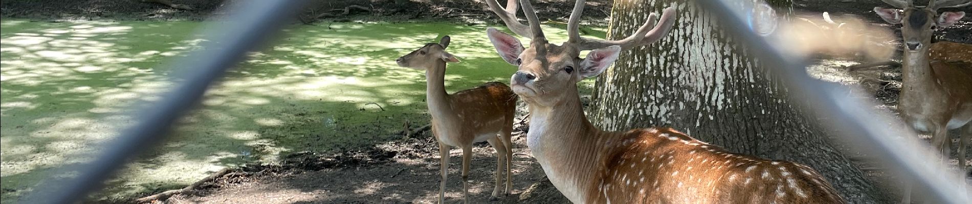 Tocht Paardrijden La Wantzenau - Vero et mimi  - Photo