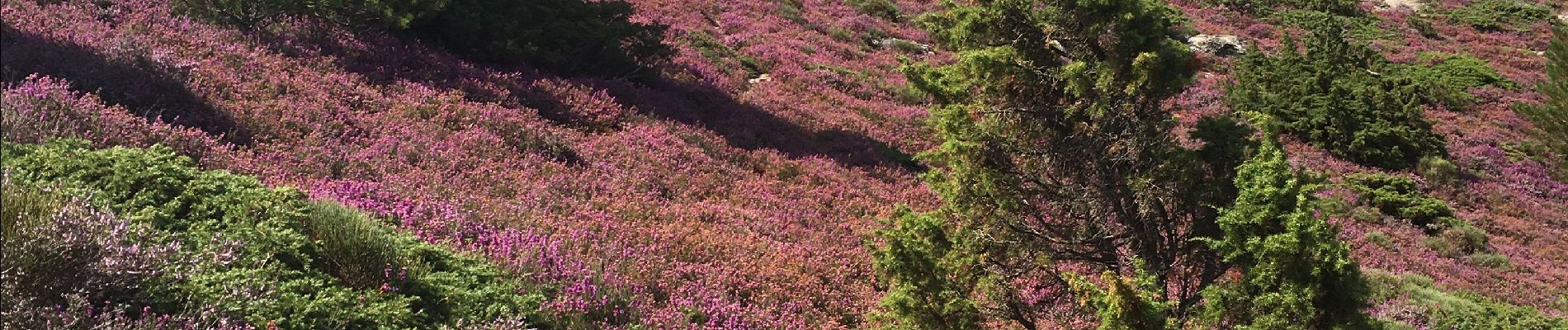 Trail Walking Rosis - Col de Madale - Col de la Fage - Photo