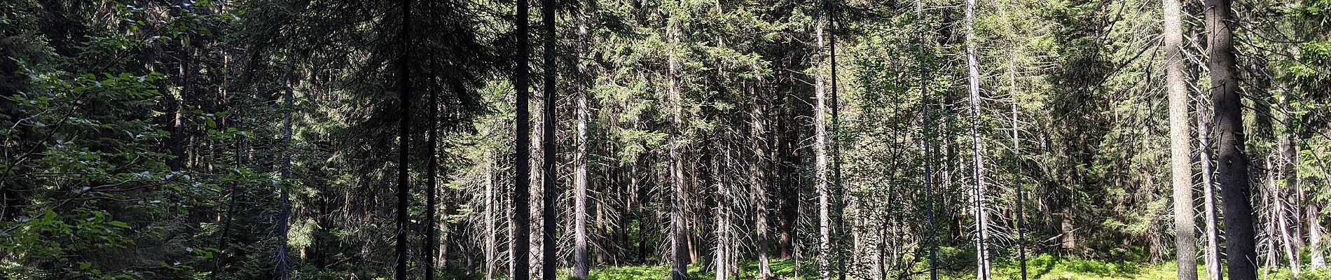 Tour Zu Fuß Czeladna - Stezka paravýsadku Wolfram - Photo