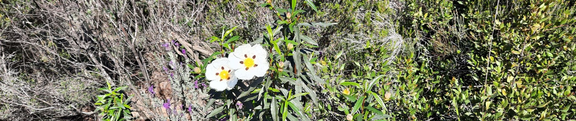 Tour Wandern Puget-sur-Argens - lieutenante Beaumeruine - Photo