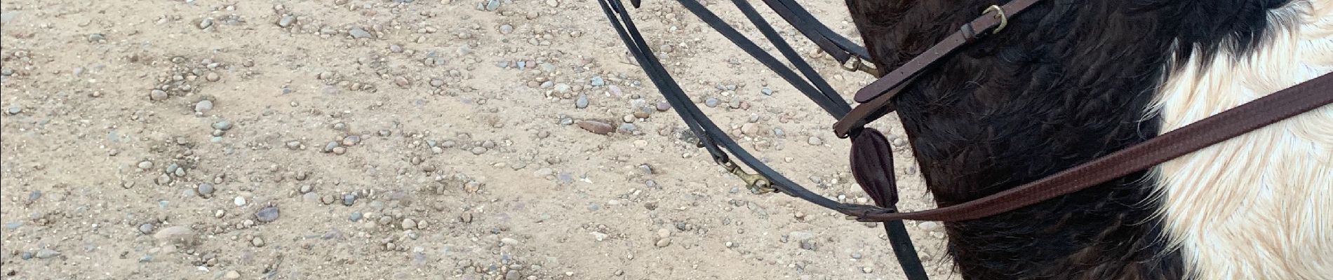 Excursión Paseo ecuestre Tallone - Boucle de 30km - Photo