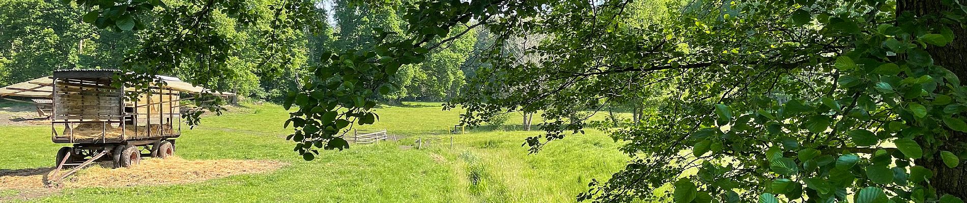 Percorso A piedi Halbe - Rundwanderweg (Halbe-Semmelei...) - Photo