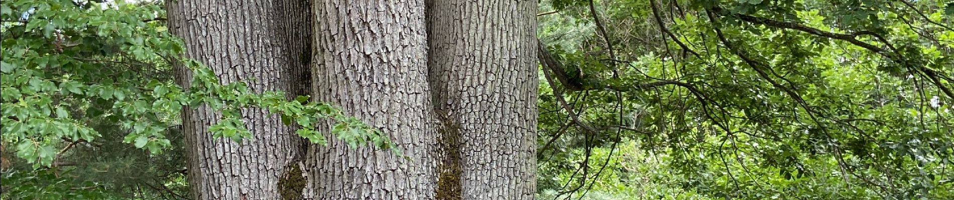 Tour Wandern Fontainebleau - 03/07/2020 - Photo