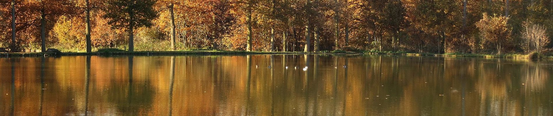 Randonnée A pied Holsbeek - Domeinwandeling - Photo