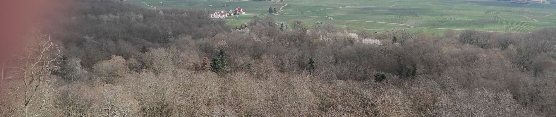 Randonnée Marche Westhalten - Westhalden Schauenberg  - Photo