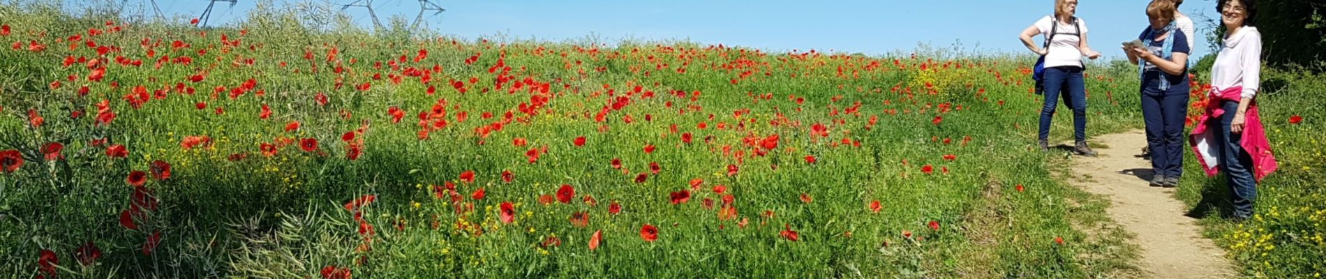 Trail Walking Champagne-sur-Oise - Champagne Tour du Laye - Photo