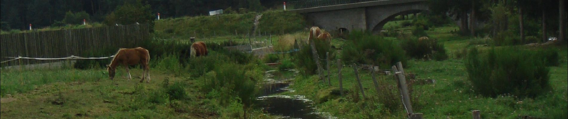 Trail Walking Saint-Alban-sur-Limagnole - CC_Velay_AD_04_St-Alban-Limagnole_Peyre-Aubrac_20060824 - Photo