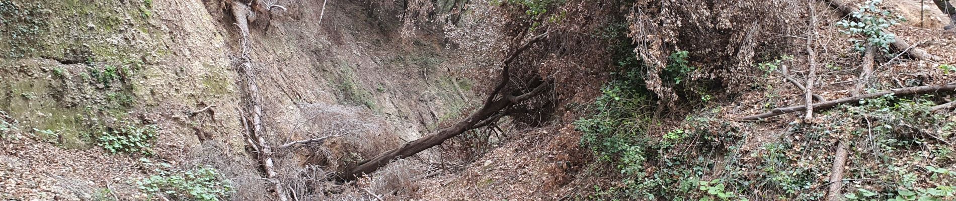 Trail Walking Carros - BALCON CARROS - Photo