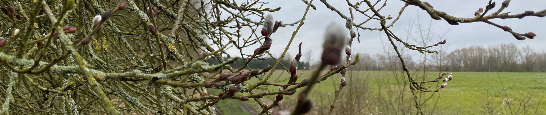 Trail Walking Marchiennes - Marchiennes 18 km - Photo