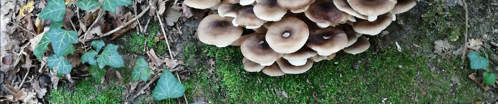 Tocht Stappen Chênex - Chenex champignons - Photo