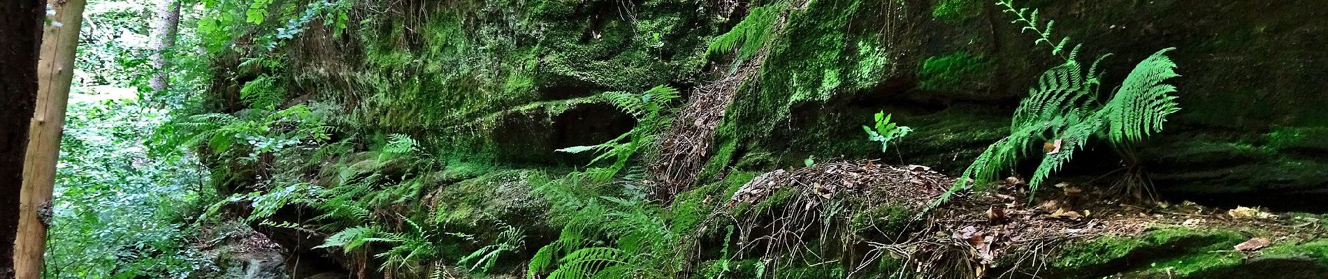 Tocht Te voet Sankt Ingbert - Schmetterling-Rundwanderweg Oberwürzbach - Photo