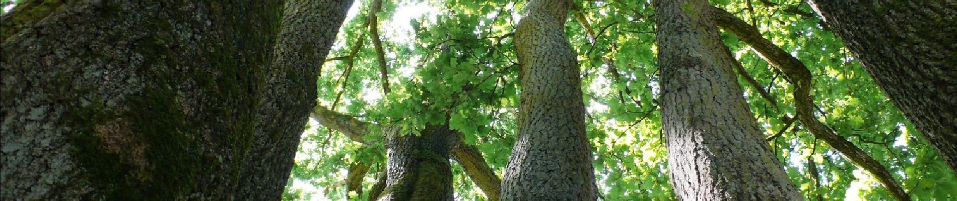 Randonnée A pied Lanaken - La Butte aux Bois Paarse trapezium - Photo