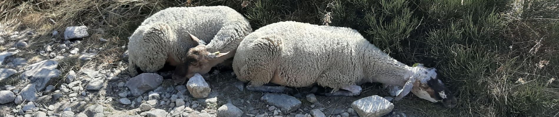 Randonnée Marche Colombier - les 3 cols au pylat - Photo