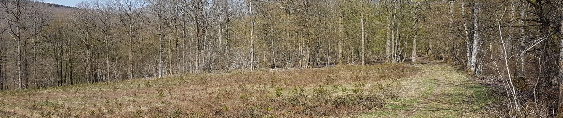 Tocht Paardrijden Viroinval - Olloy 180421 - Photo