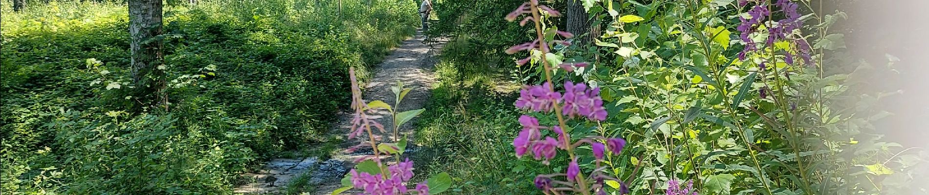 Trail Walking Fleurus - forêt des loisirs Fleurus - Photo
