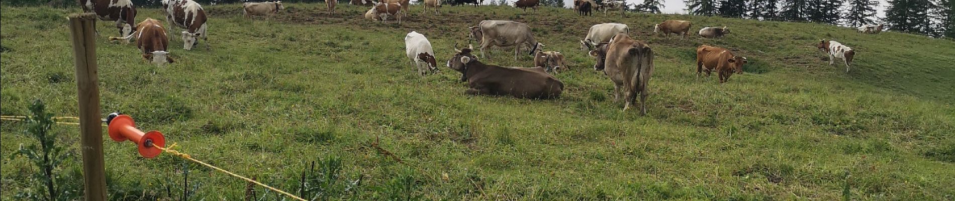 Tour Wandern Arbaz - rousses  - Photo