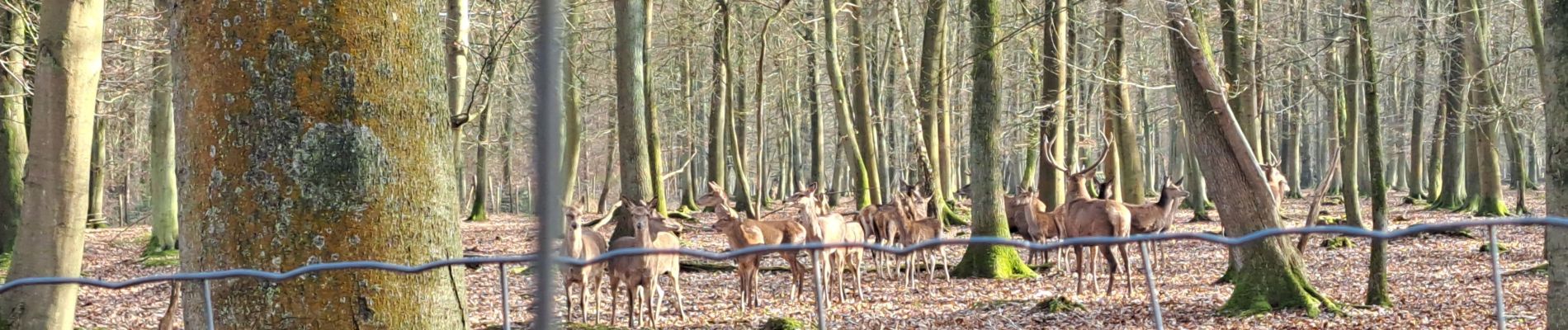 Tour Wandern Canteleu - Roumare - Parc animalier du 23/02/2023 - Photo
