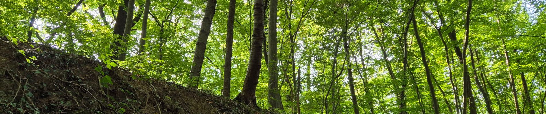 Randonnée Marche Profondeville - Adeps Arbre - Photo