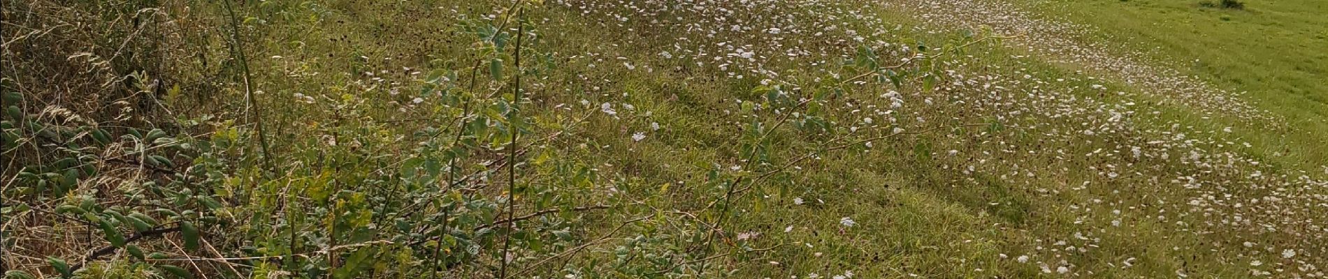 Trail Walking Conques-en-Rouergue - mise en jambes  - Photo