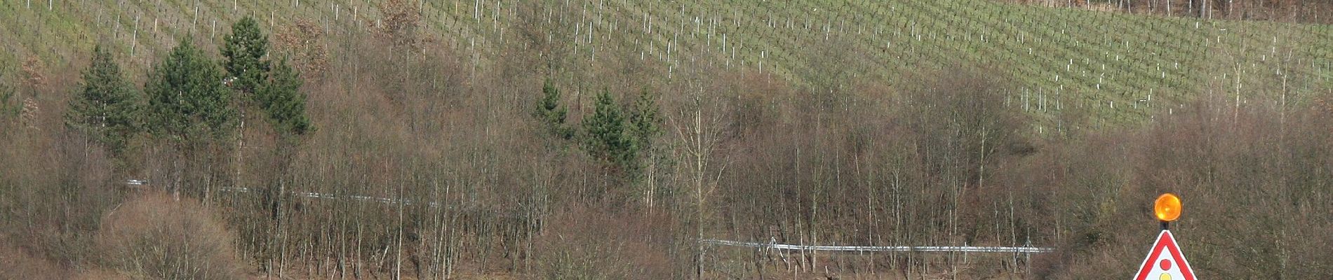 Percorso A piedi Eberstadt - WT8 Wengertschleife - Photo