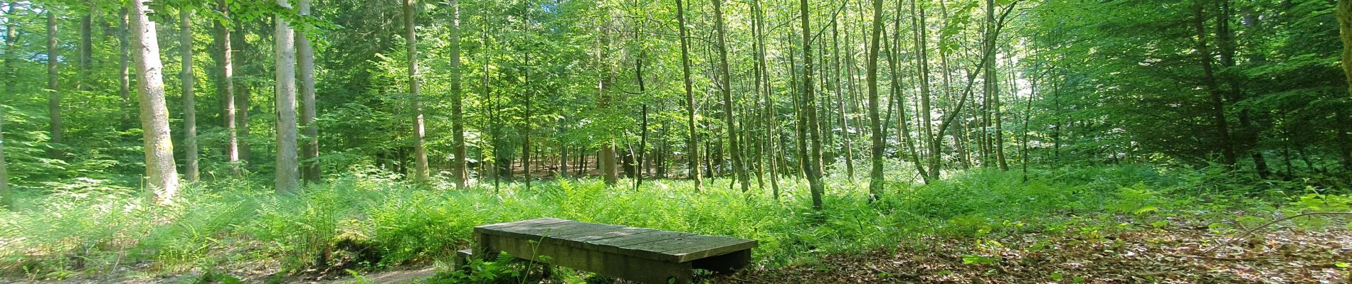 Excursión Senderismo Libin - deuxième partie entre lesse et lomme - Photo