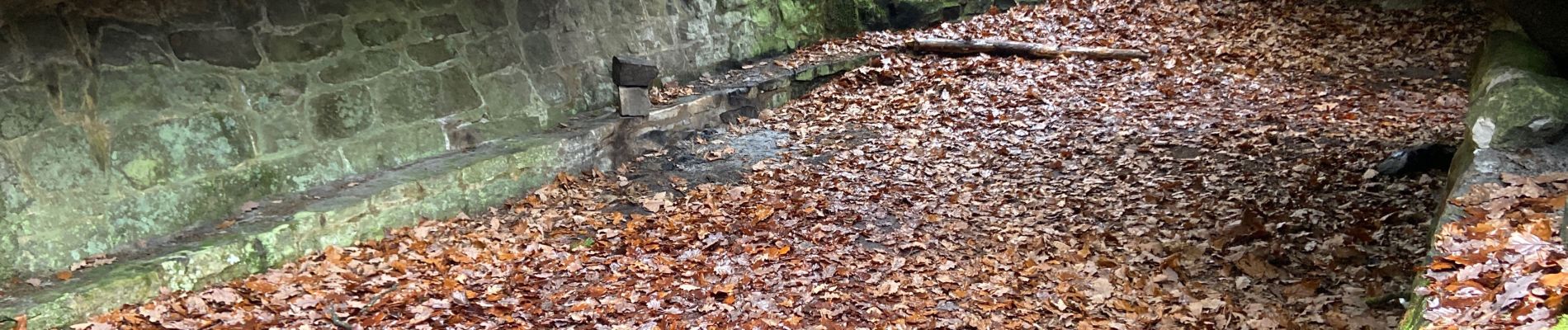 Excursión Marcha nórdica Fontainebleau - Départ ma faisanderie  - Photo