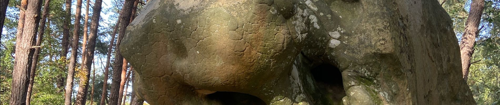 Tour Wandern Fontainebleau - Croix de Toulouse  - Photo