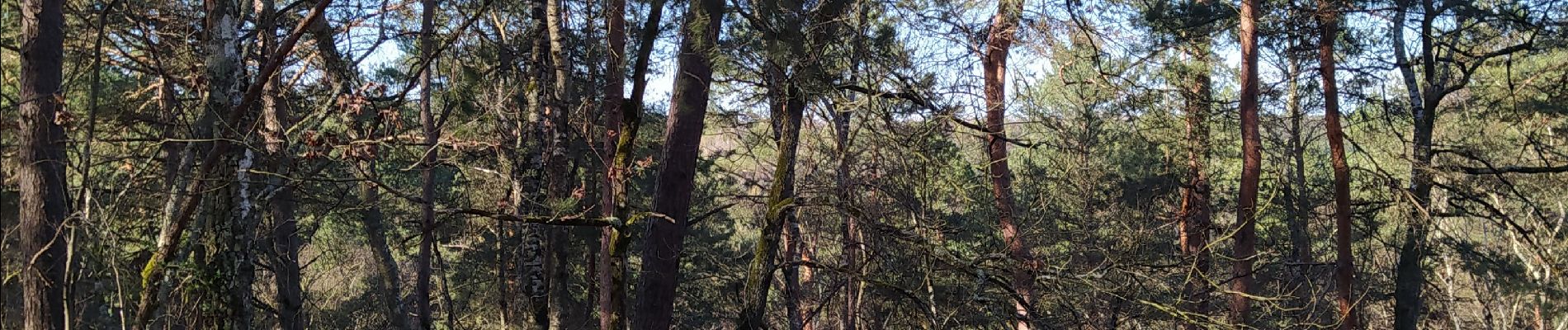 Tour Wandern Fontainebleau - corona - Photo