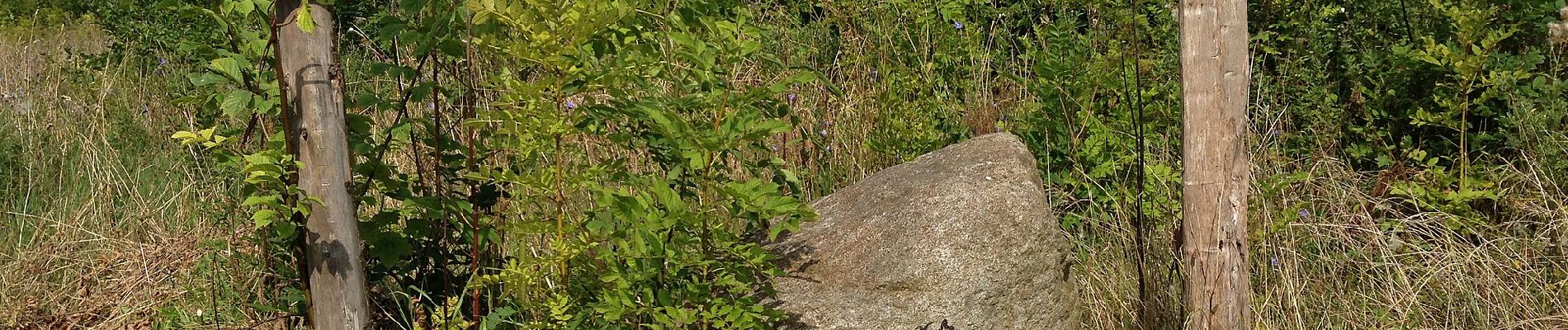 Tour Zu Fuß Leezen - Raben Steinfeld - Görslow - Photo