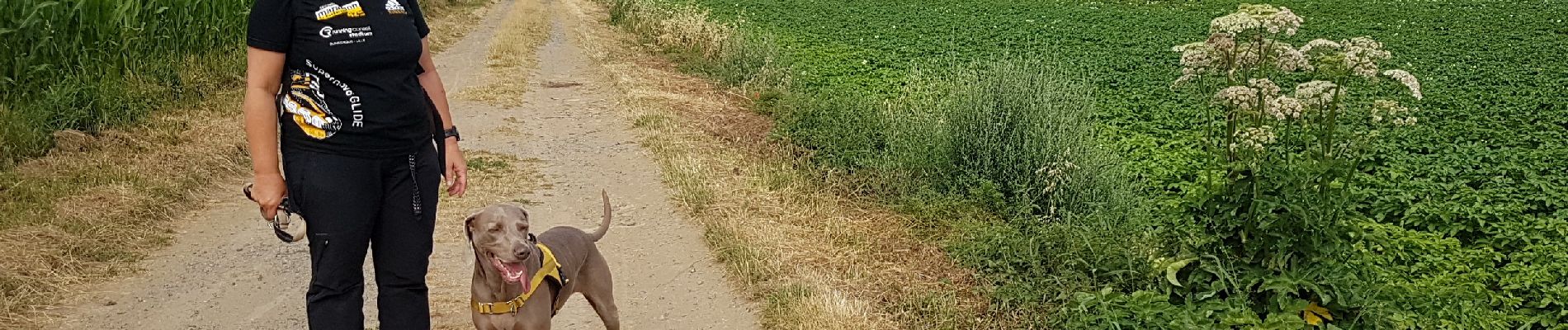 Trail Walking Bry - 2019-07-19 boucle a Bry 10 km - Photo