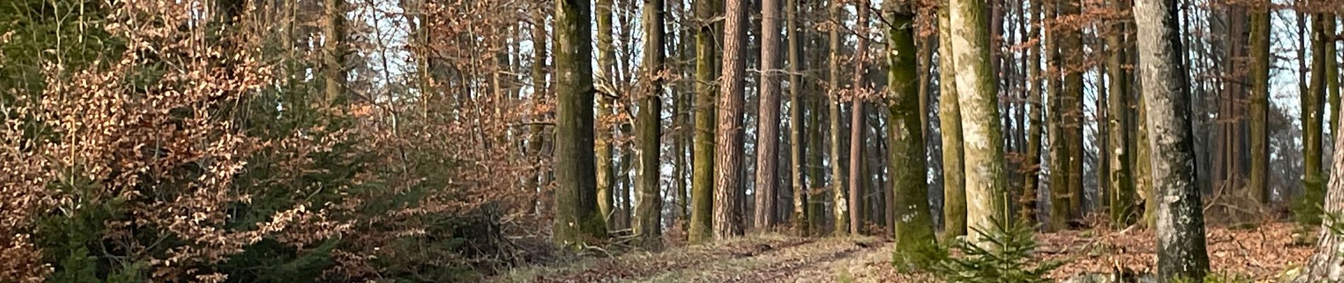 Tour Wandern Neufchâteau - Hosseuse via la rivière  - Photo