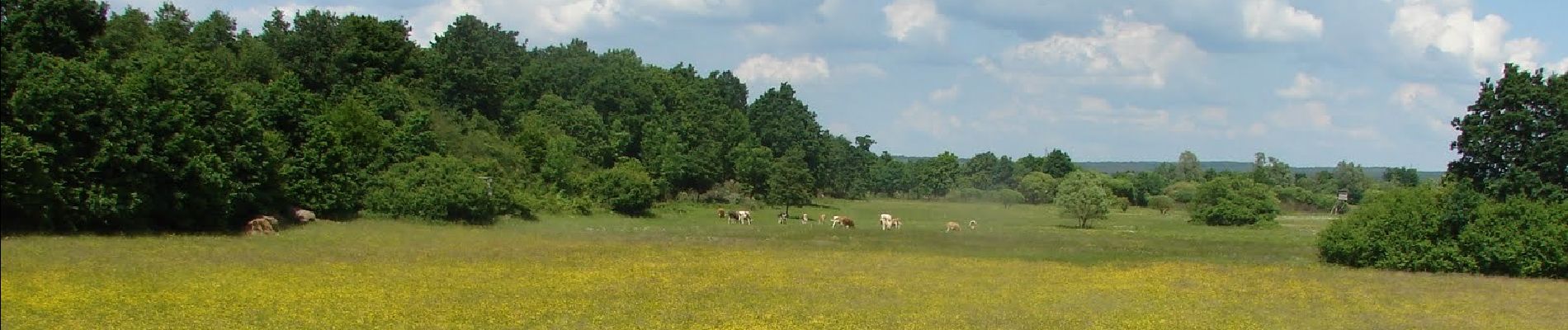 Randonnée A pied Magyarföld - K+ (Felsőszenterzsébet - Péter-hegy - Magyarföld) - Photo