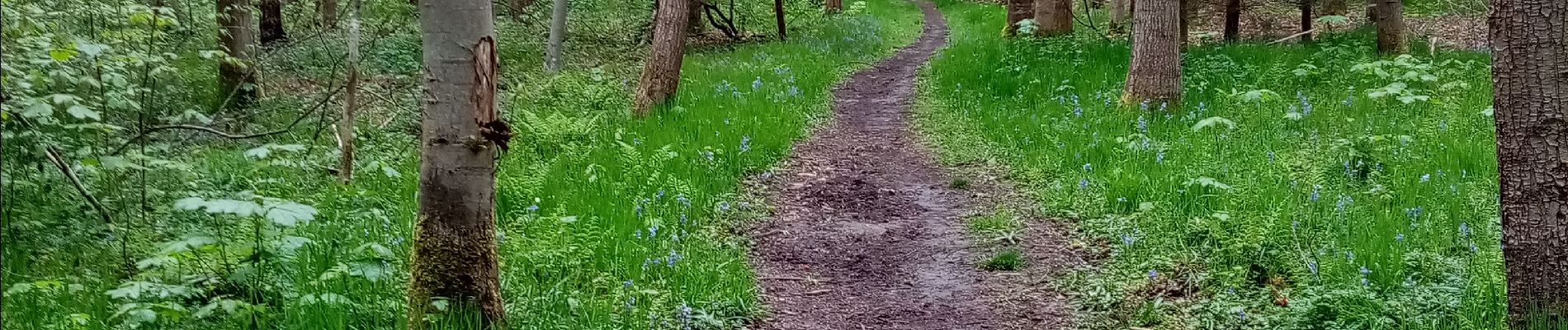 Tocht Noords wandelen Belœil - mielikki  - Photo