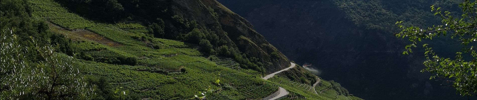 Excursión Marcha nórdica Arbaz - uvrier  - Photo