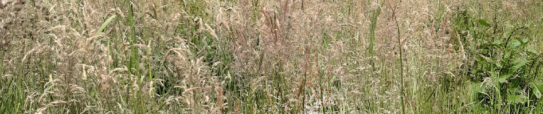 Tour Wandern Urbeis - alsace3 - Photo