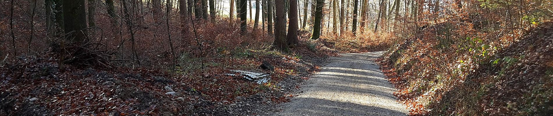 Trail On foot Weiningen (ZH) - Weiningen - Oetwil - Photo